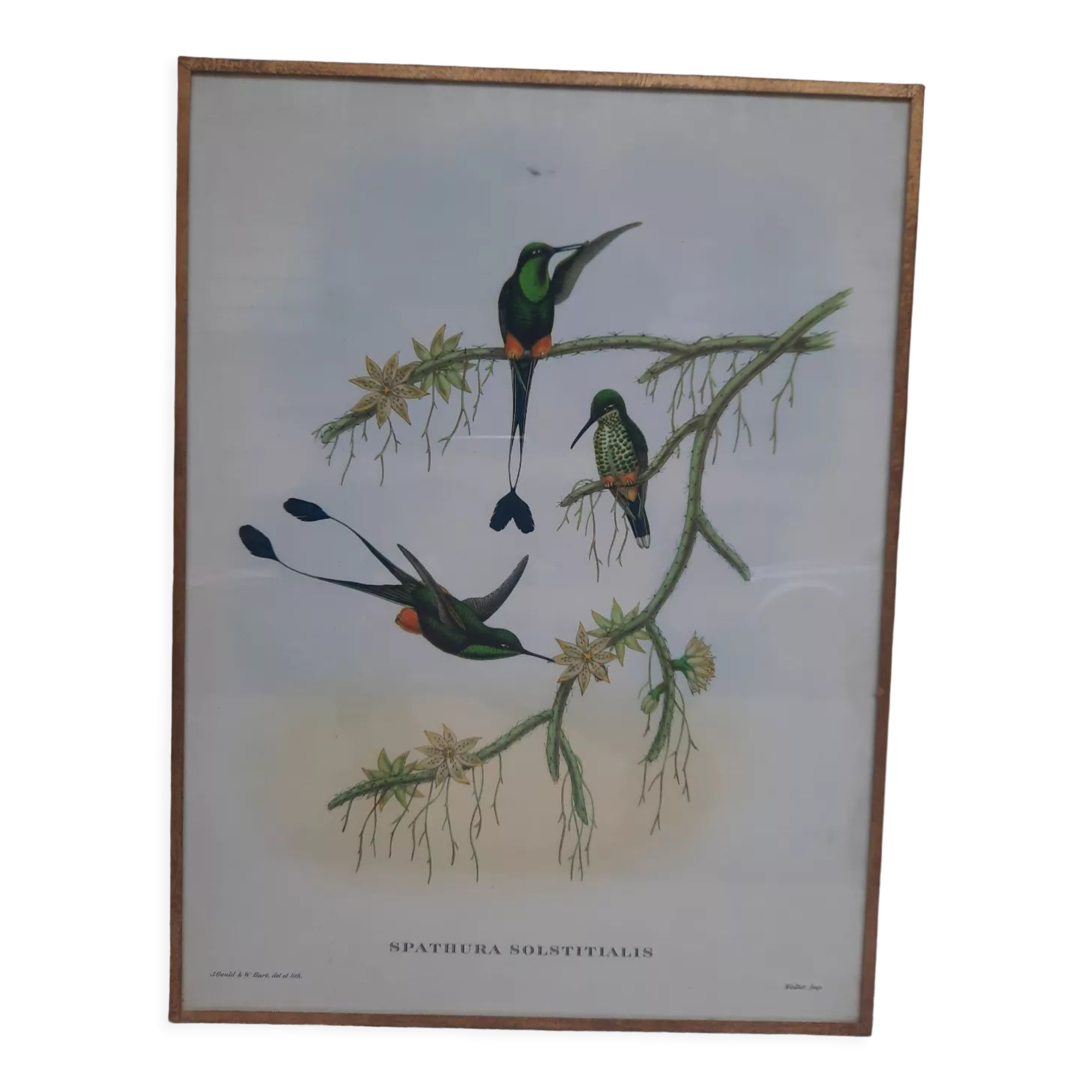 Engraving birds