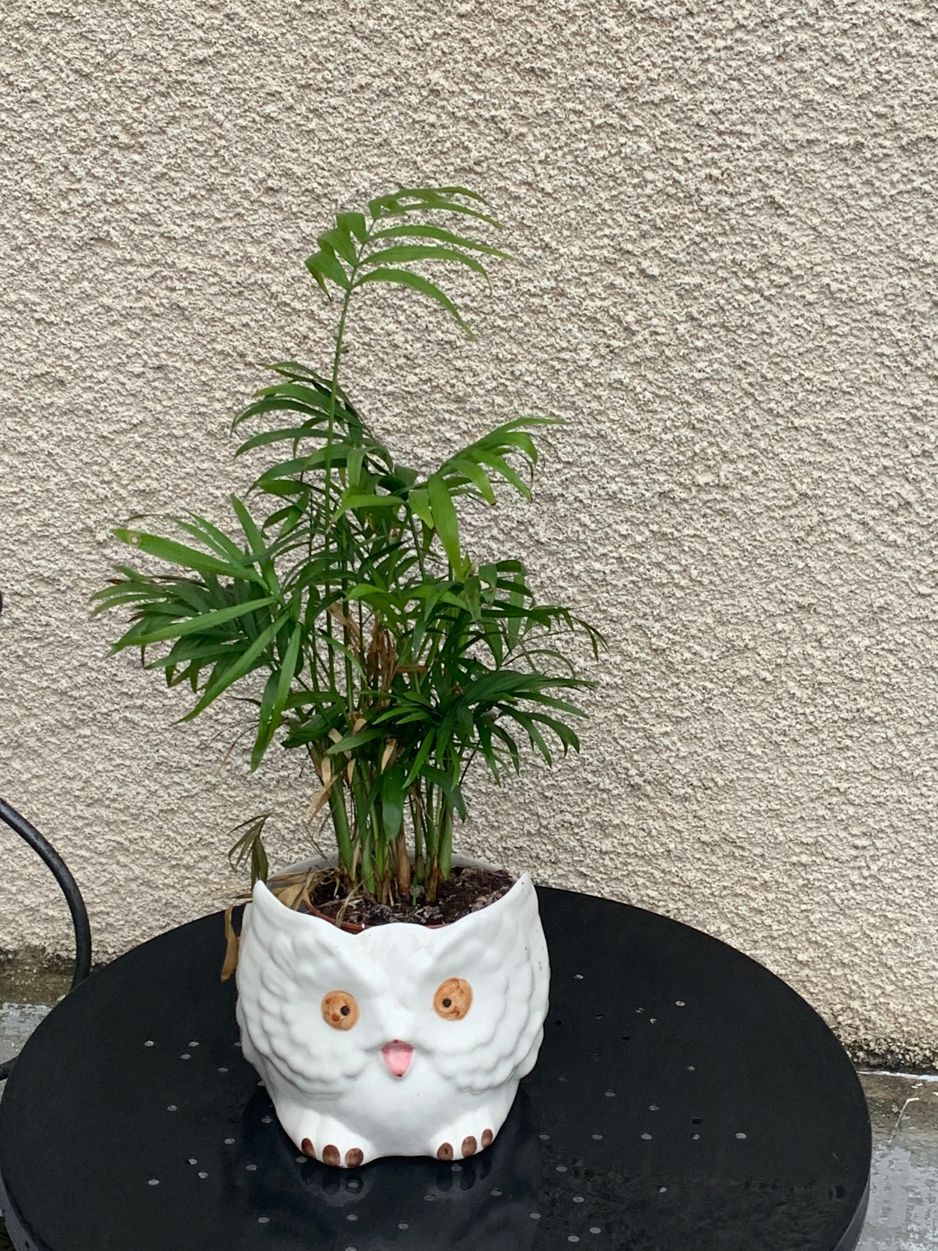 Cache pot owl glazed ceramic white slip earthenware siol Portugal