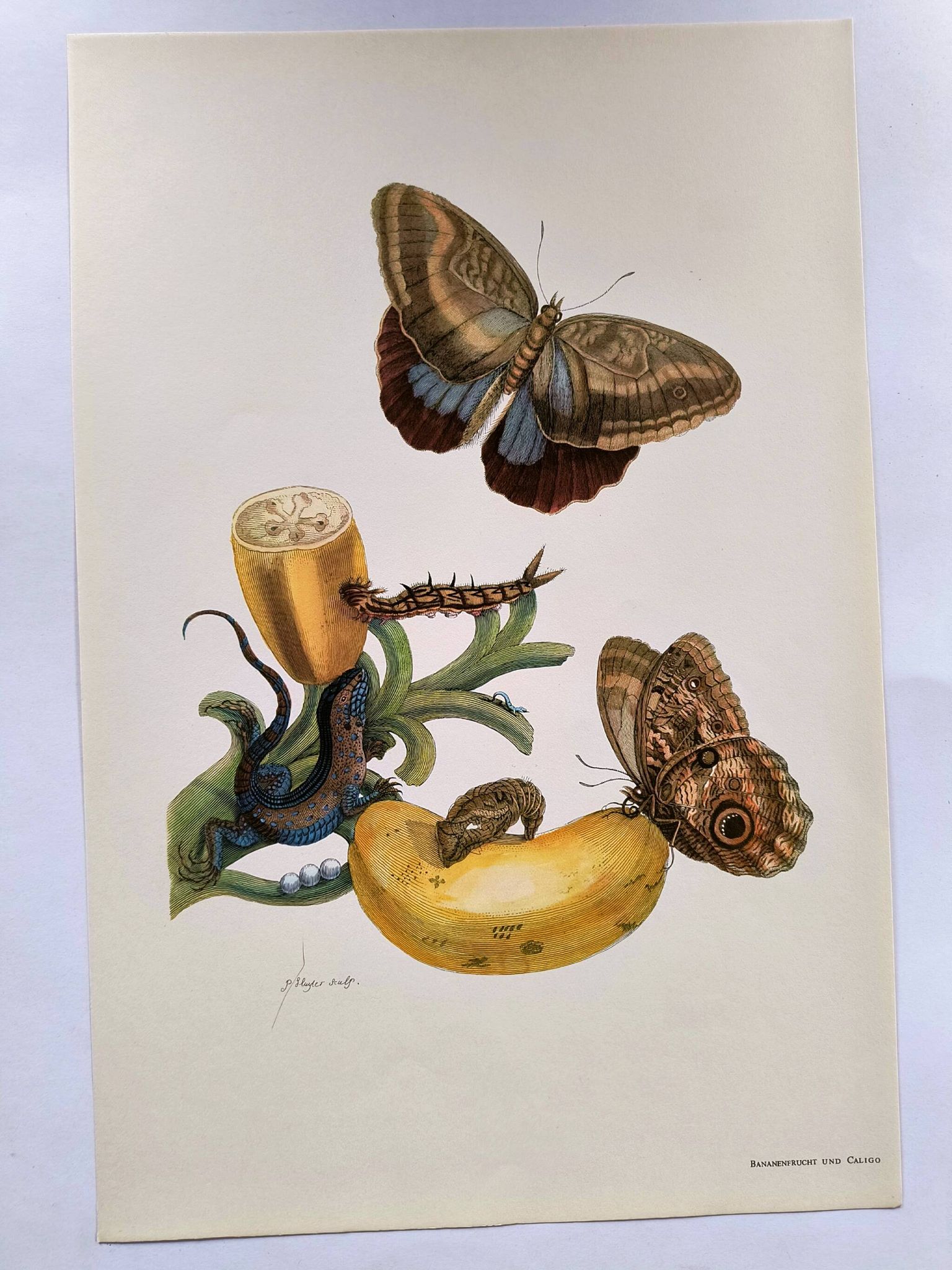 Tropical Butterflies by Merian - Original Plate - Vintage Illustration