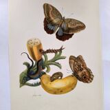 Papillons tropicaux de Merian - Planche originale - illustration vintage