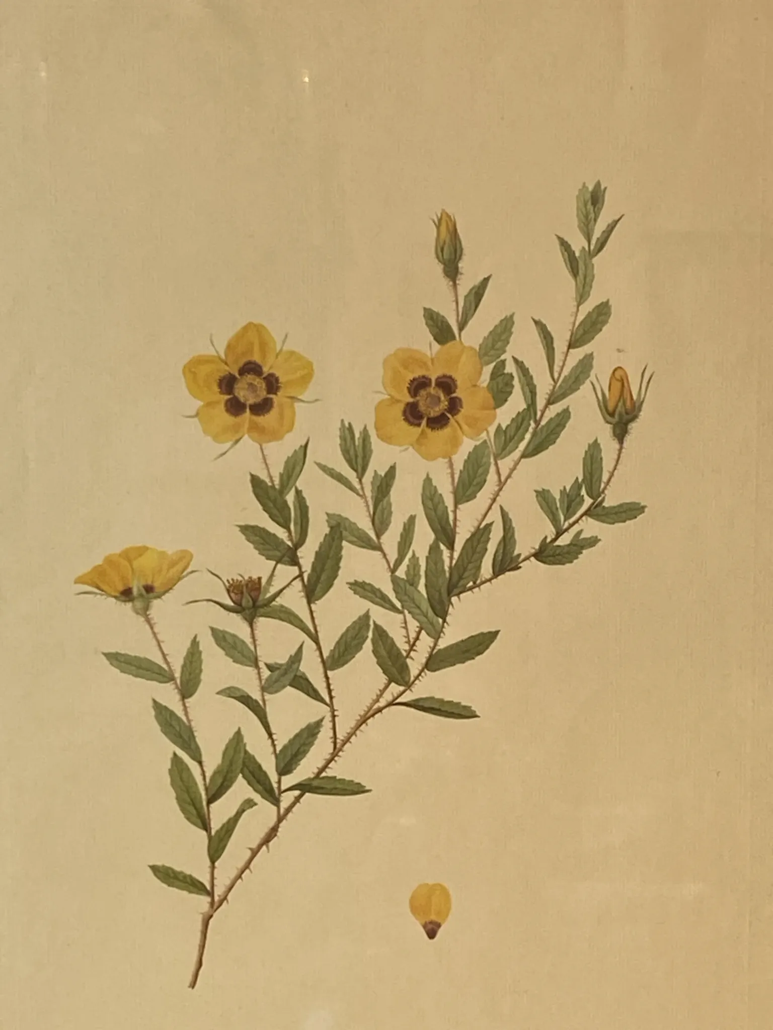 Botanical print, Rose, J-P Redouté