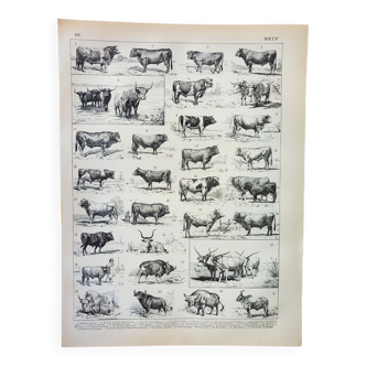 Gravure • Boeuf, vache, taureau, veau • Lithographie originale et vintage de 1898