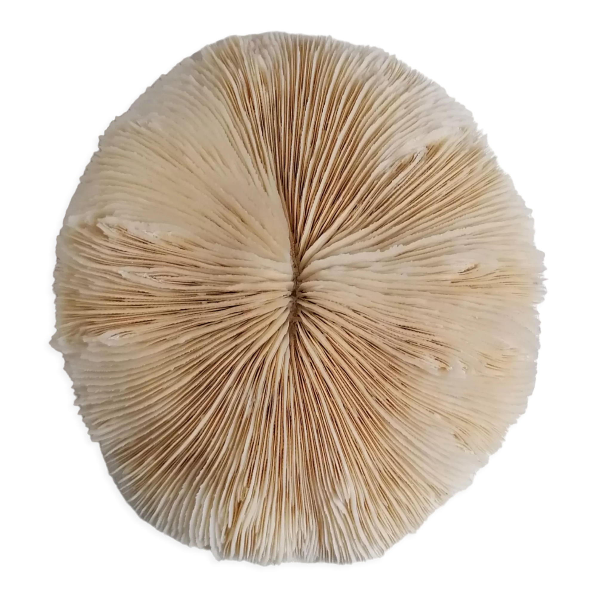 Authentic fungia coral 19 x 16 cm