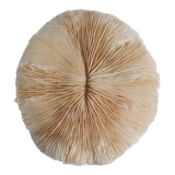 Authentic fungia coral 19 x 16 cm