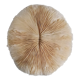 Corail fungia authentique 19 x 16 cm