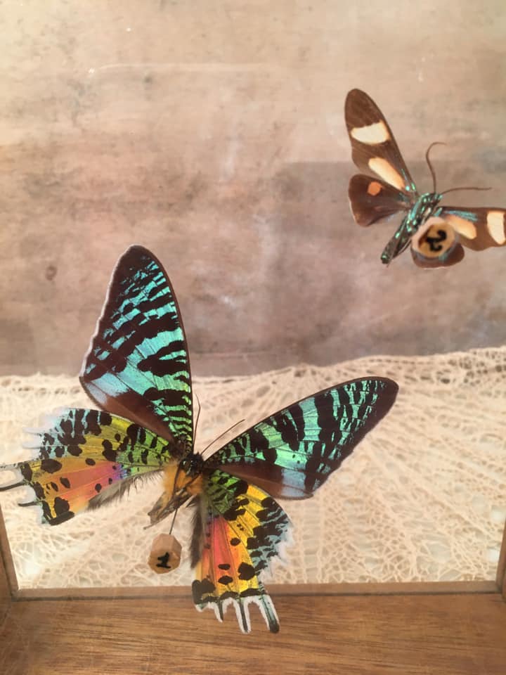 Wooden frame with 2 butterflies, Urania ripheus from Madagascar and, - Synthomidae from Mexico