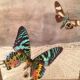 Wooden frame with 2 butterflies, Urania ripheus from Madagascar and, - Synthomidae from Mexico