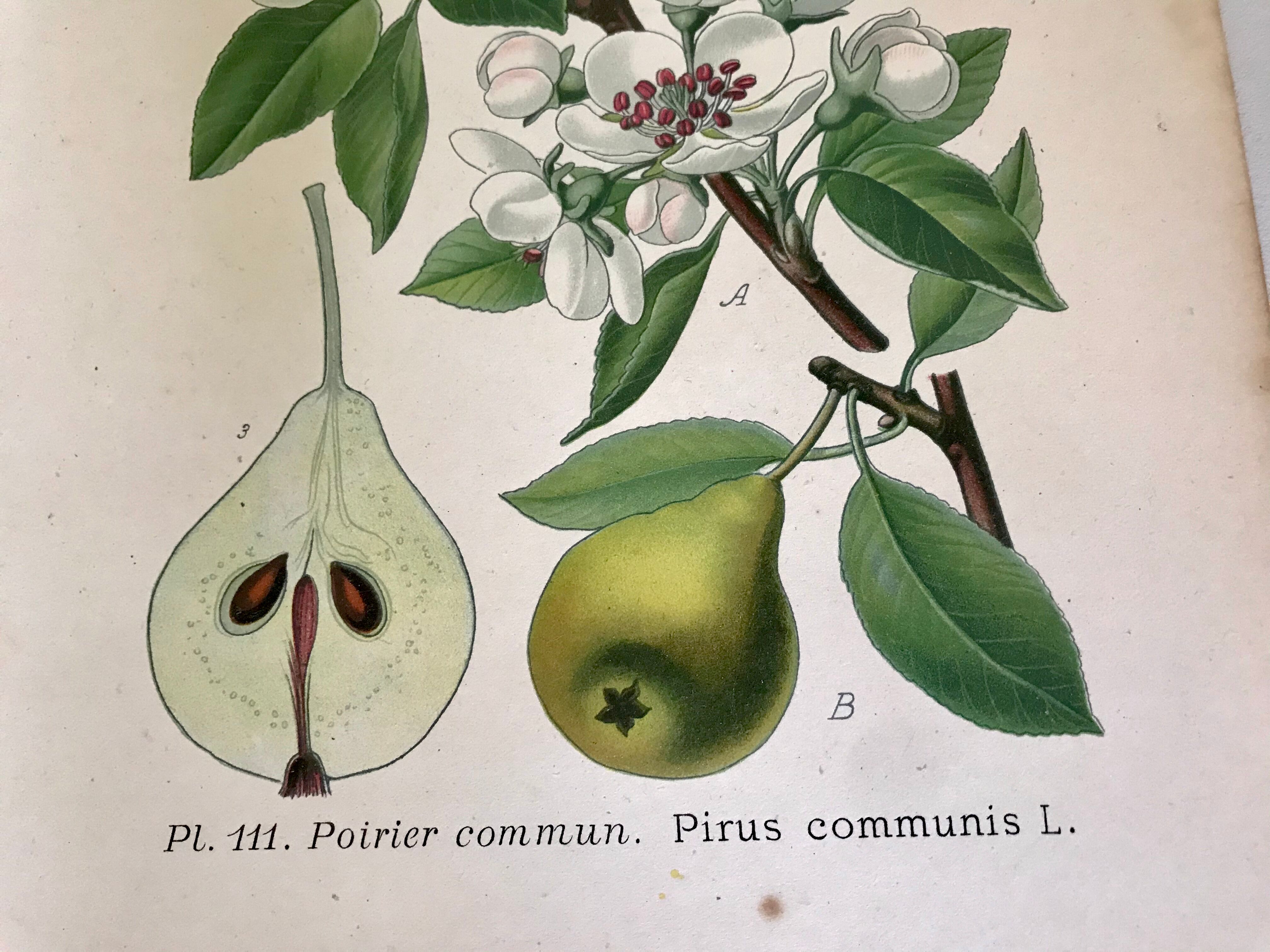 Botanical fruit boards 1891
