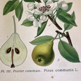 Botanical fruit boards 1891