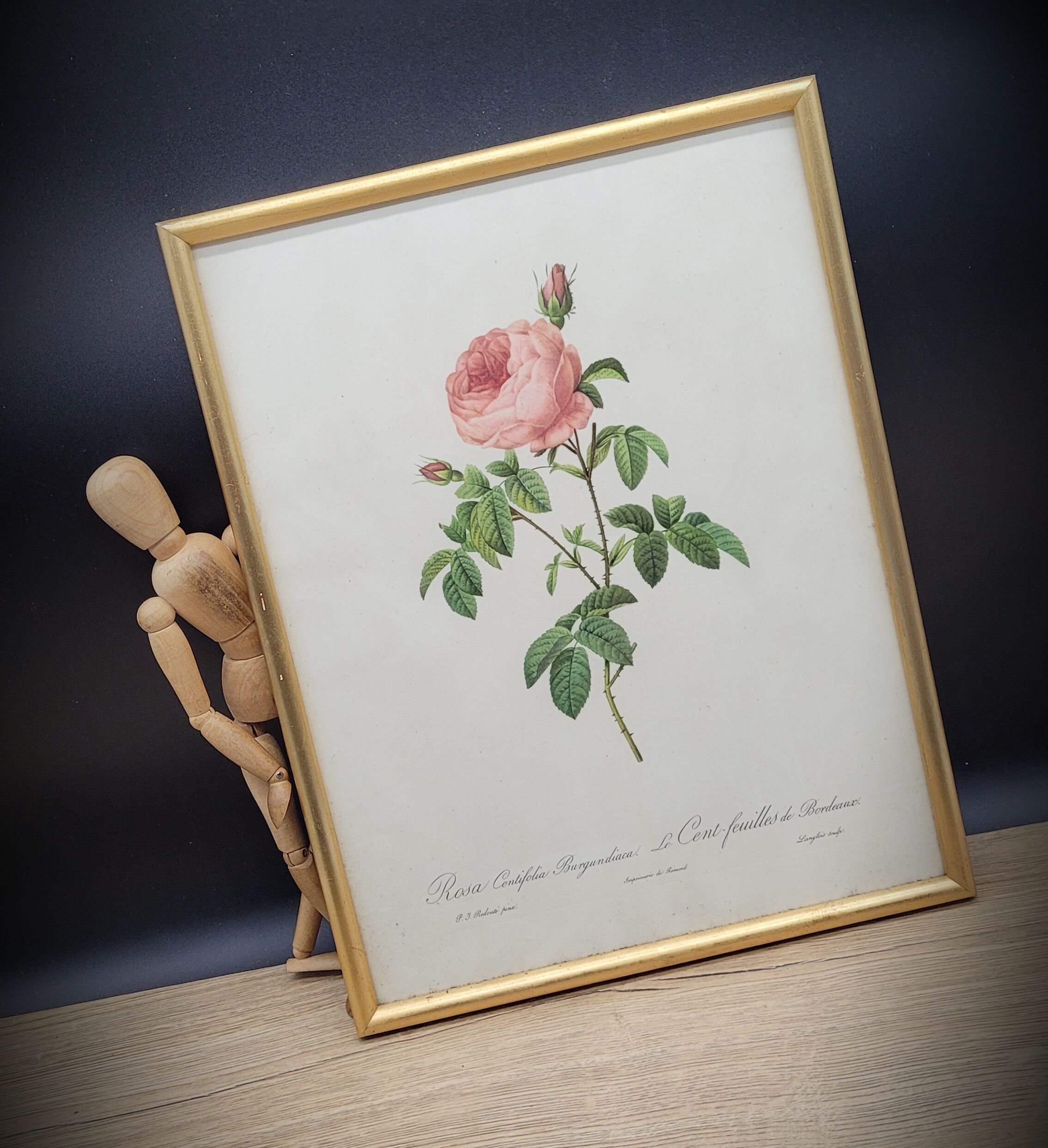 Lithograph under frame Rosier Centfeuilles de Bordeaux