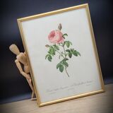 Lithograph under frame Rosier Centfeuilles de Bordeaux