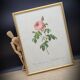 Lithograph under frame Rosier Centfeuilles de Bordeaux