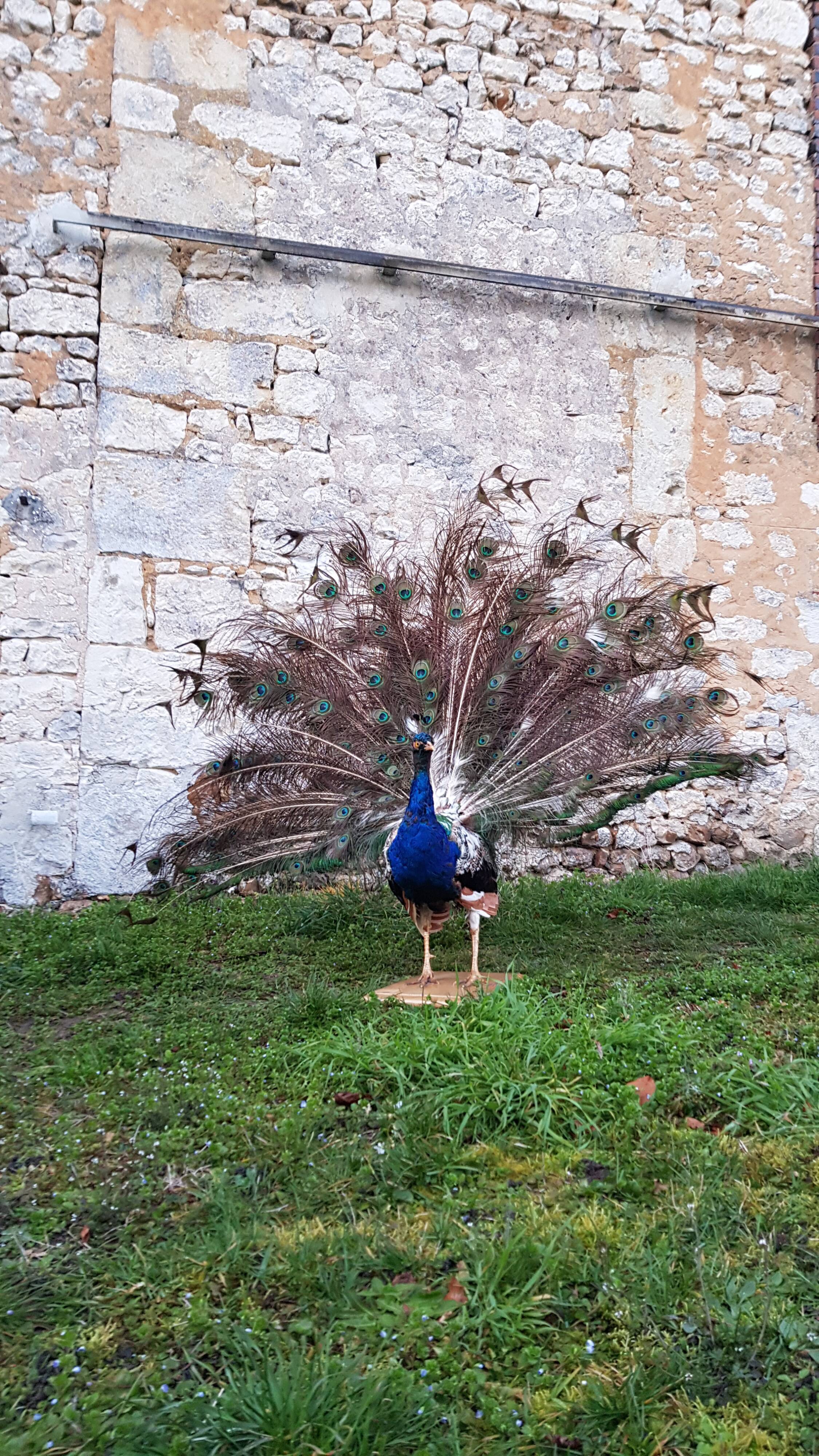 Naturalized blue peacock