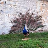 Naturalized blue peacock