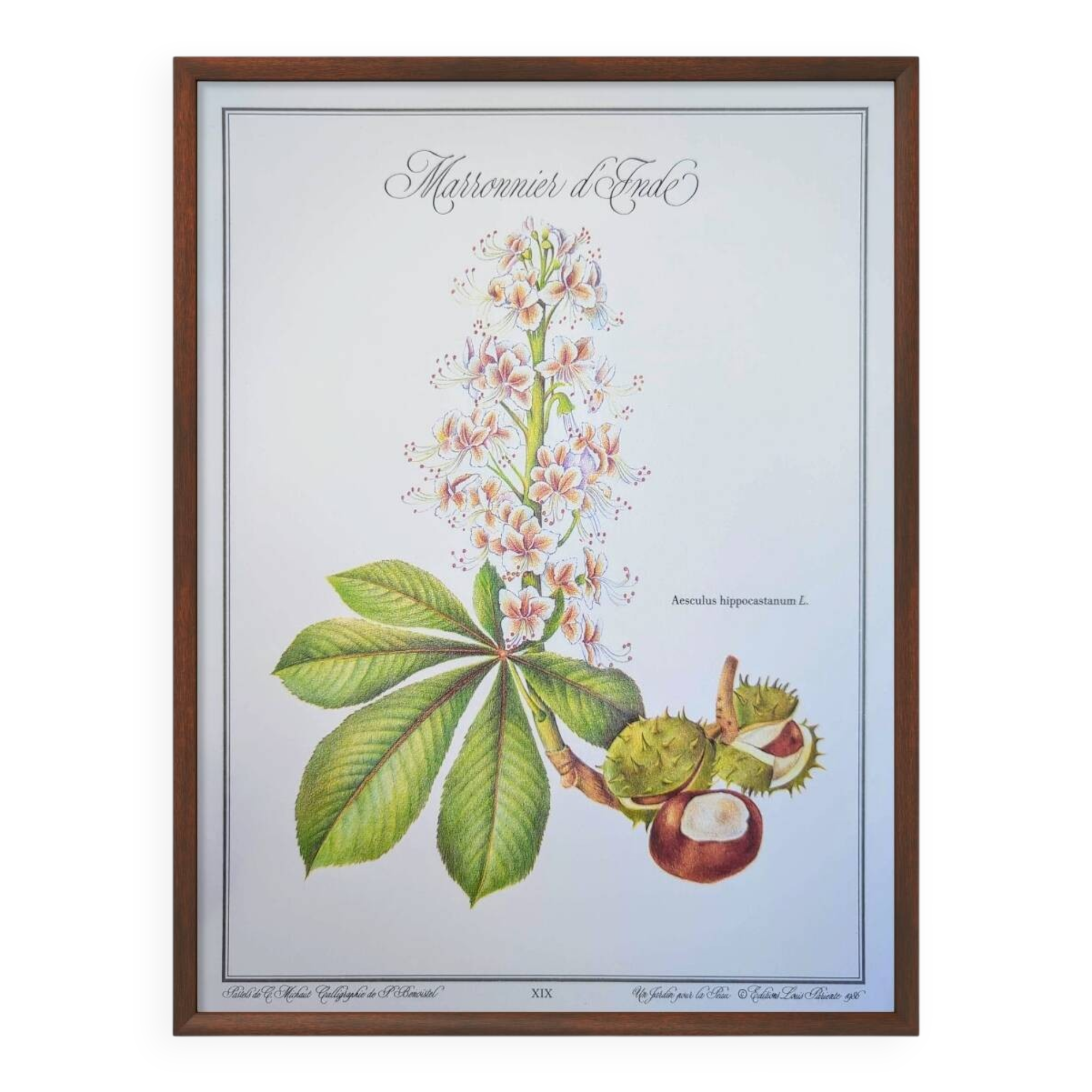 Printed in 1986, the Horse Chestnut. Vintage Botany.