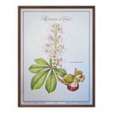 Printed in 1986, the Horse Chestnut. Vintage Botany.