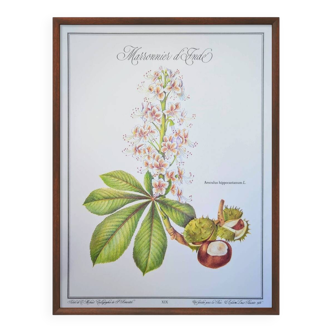Printed in 1986, the Horse Chestnut. Vintage Botany.