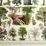 Botanical engraving 1928 A. Millot - Gardens 2, ornamental trees, plants