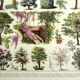 Botanical engraving 1928 A. Millot - Gardens 2, ornamental trees, plants