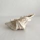 Natural shell holy water font empty pocket.