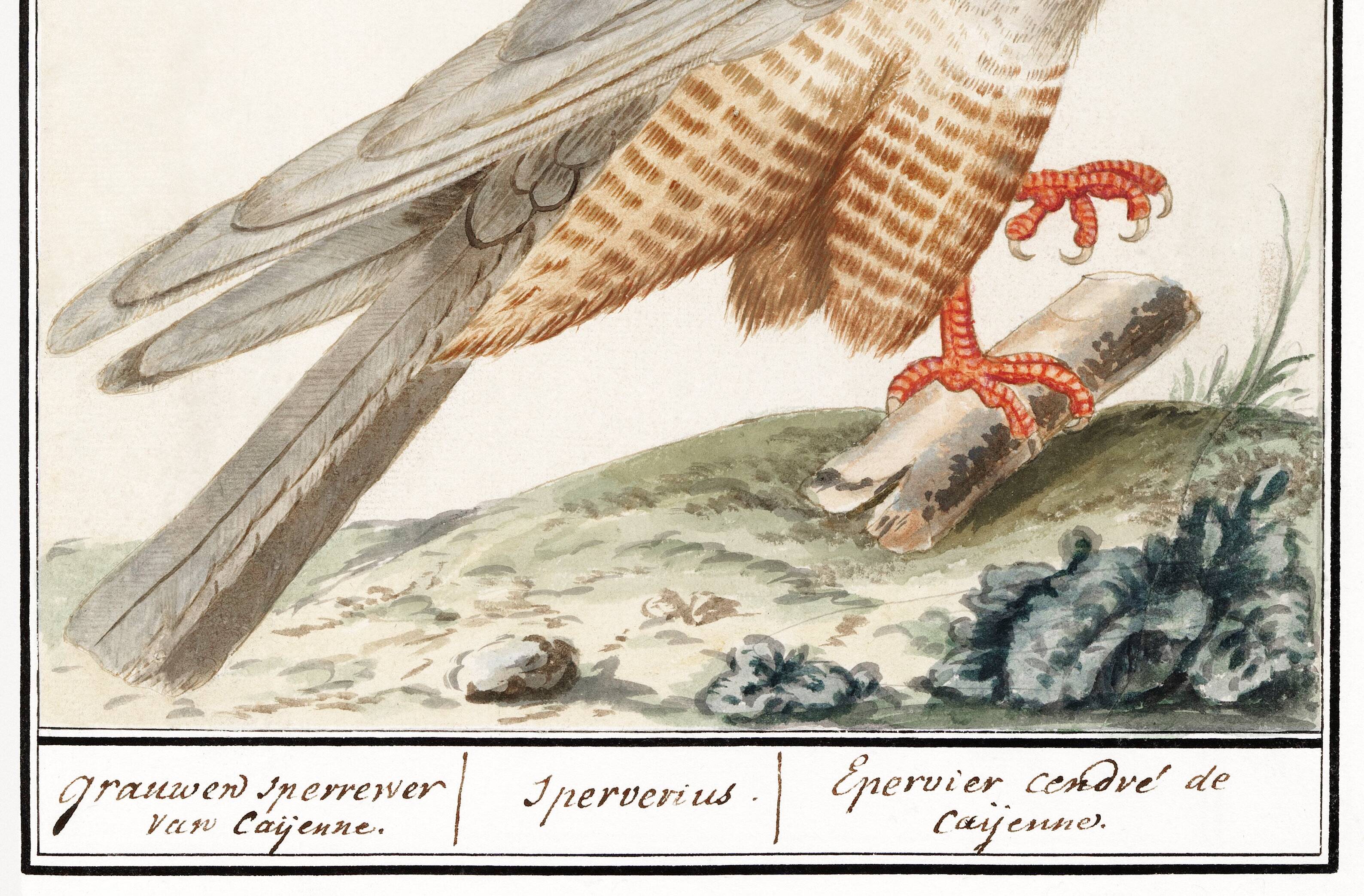 Small poster about the sparrowhawk, after an old engraving from 1610