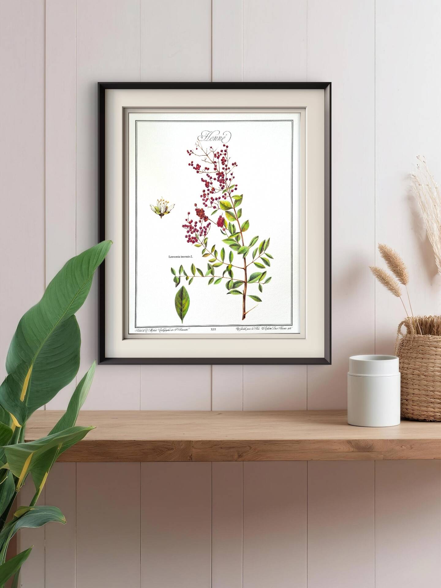 Henna, printed illustration from 1986. Vintage Botany. 24X31cm