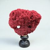 Antique red coral organ Tubipora musica on a wooden base, late 19th century