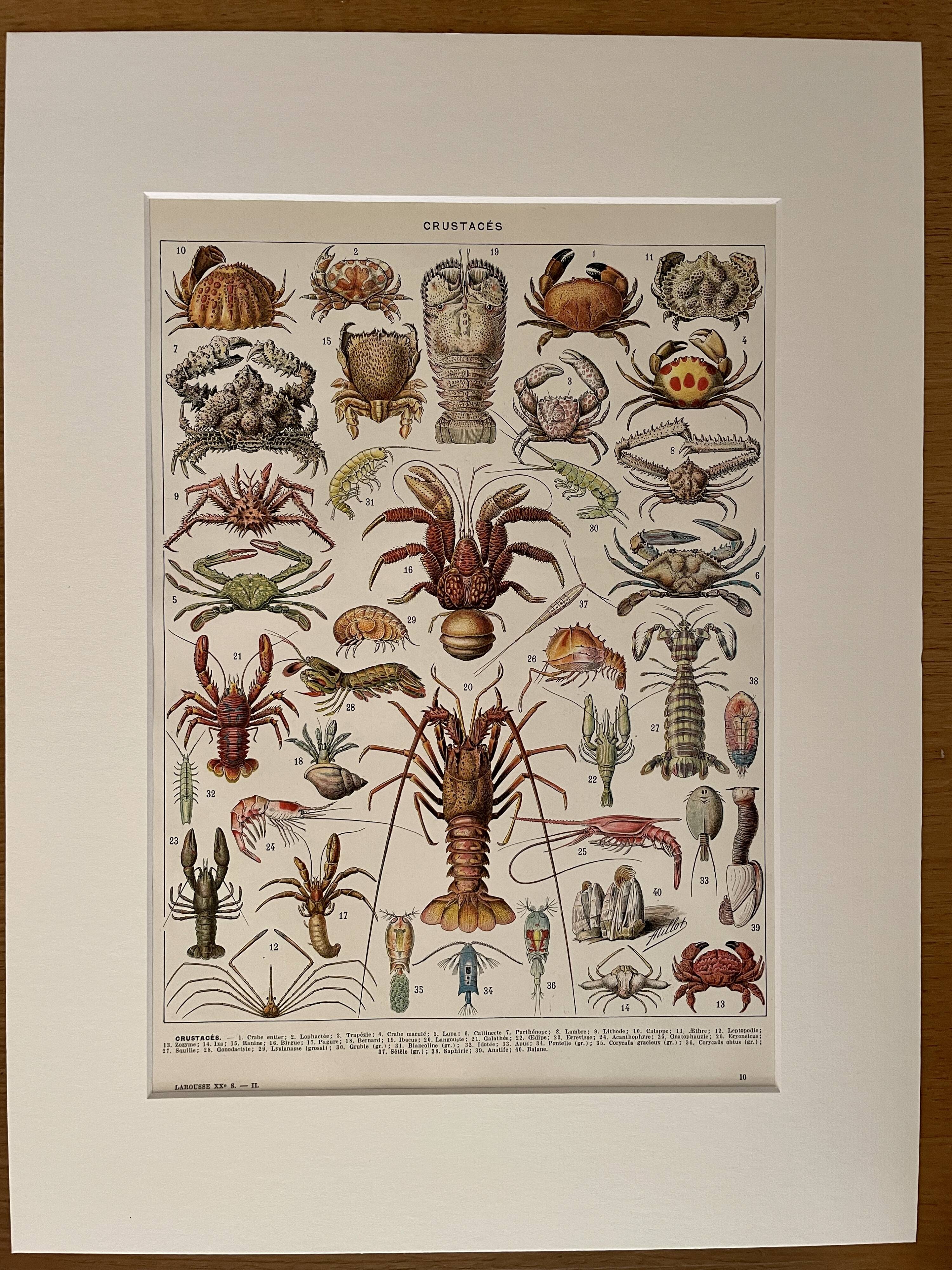 Lithograph on crustaceans - 1930