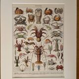 Lithograph on crustaceans - 1930