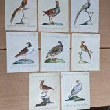 8 bird illustrations