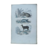 Affiche - gravure zoologique ancienne - uneau - ai -musc (mi 19ème)