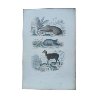 Poster - old zoological engraving - uneau - ai - musk (mid 19th)