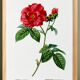 Poster about “French rose”, after an engraving from 1802