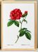 Poster about “French rose”, after an engraving from 1802