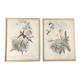 Lot 2 Bird lithographs by J. Gould and H-C Richter golden frame