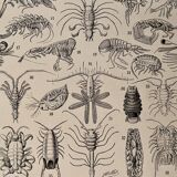 Lithograph on crustaceans - 1930