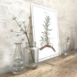 Botanical plate rosemary