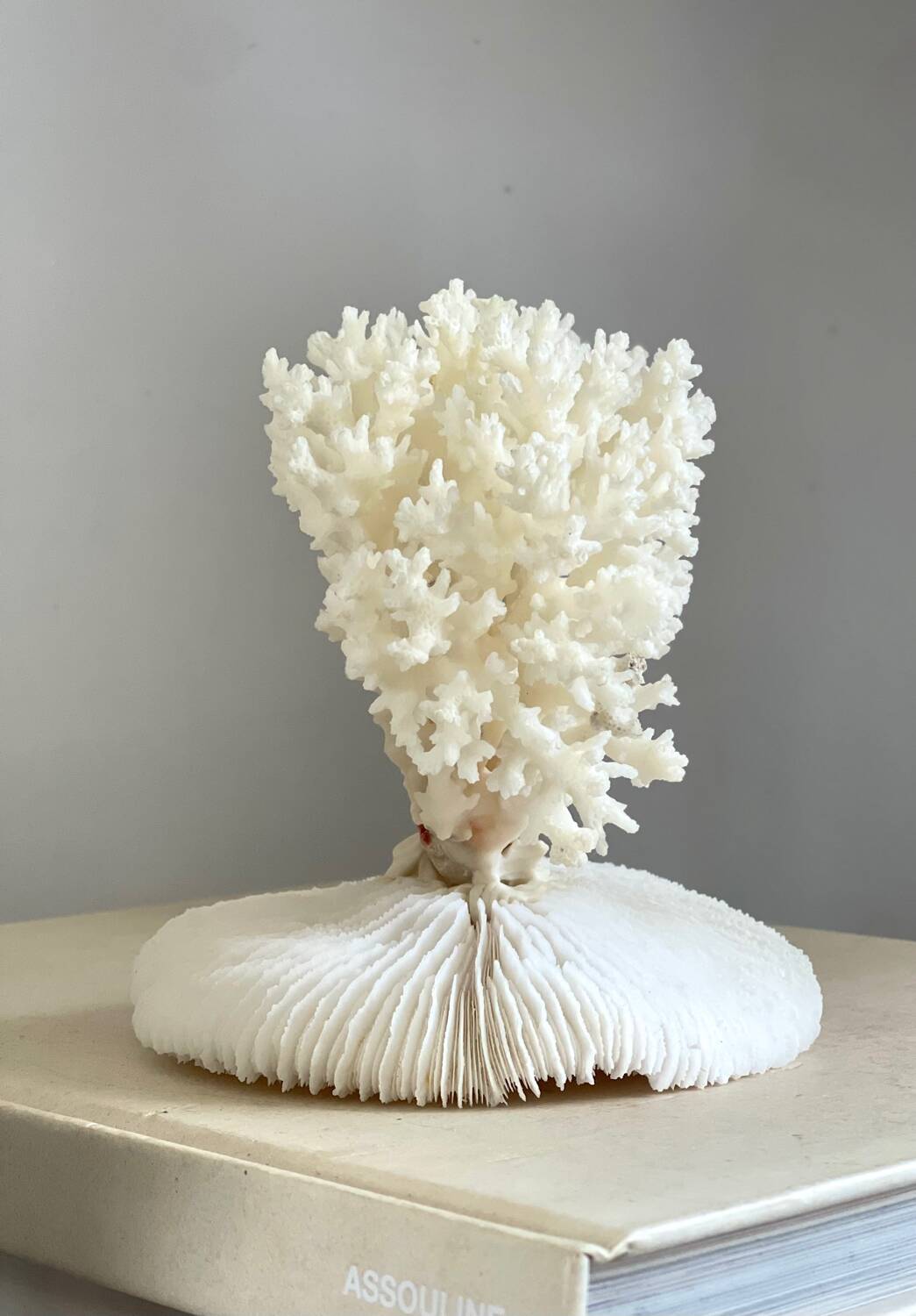 White coral on a natural base