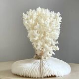 White coral on a natural base