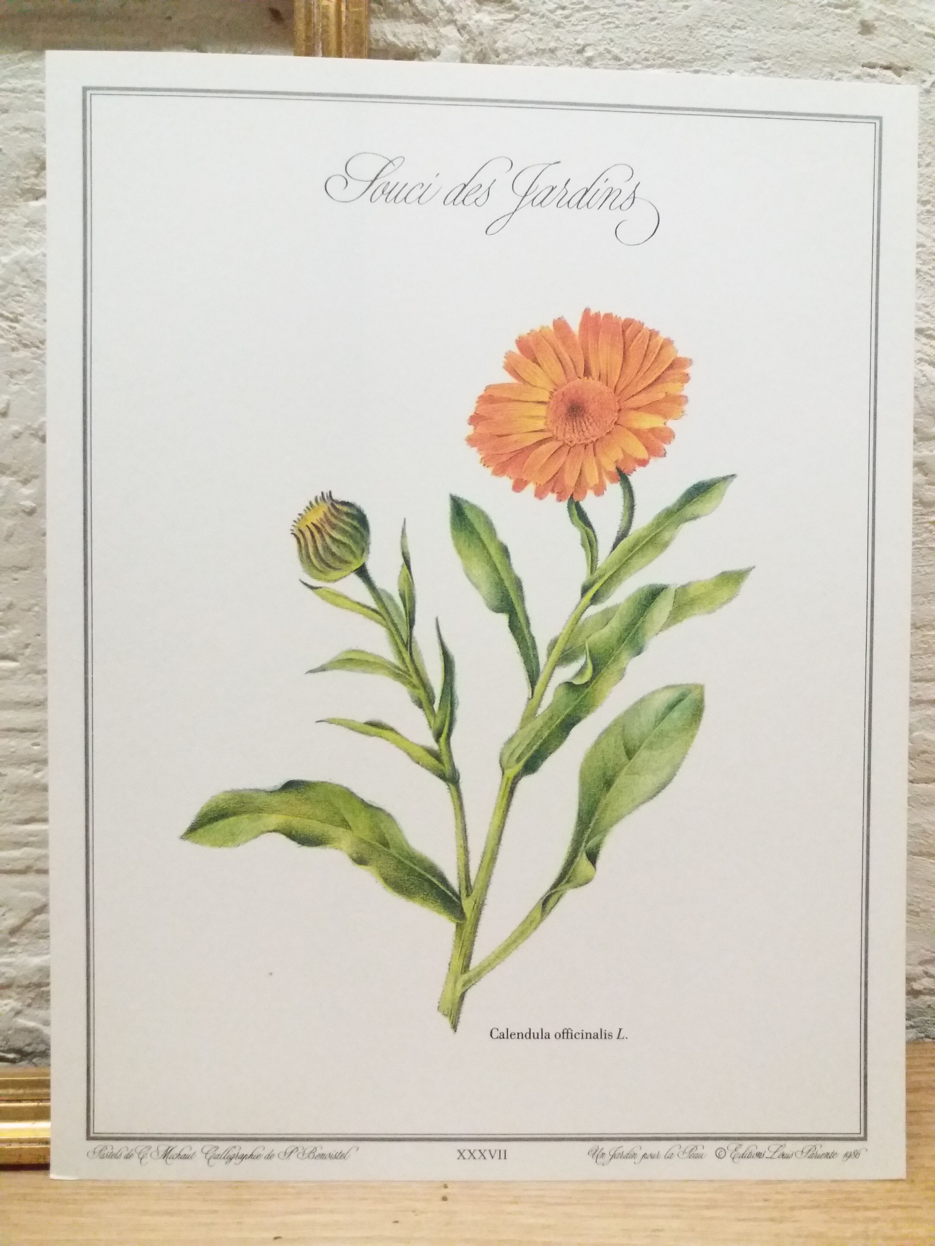 Botanical Plank Concern of the Gardens