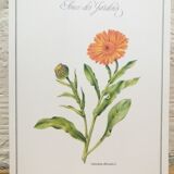 Botanical Plank Concern of the Gardens