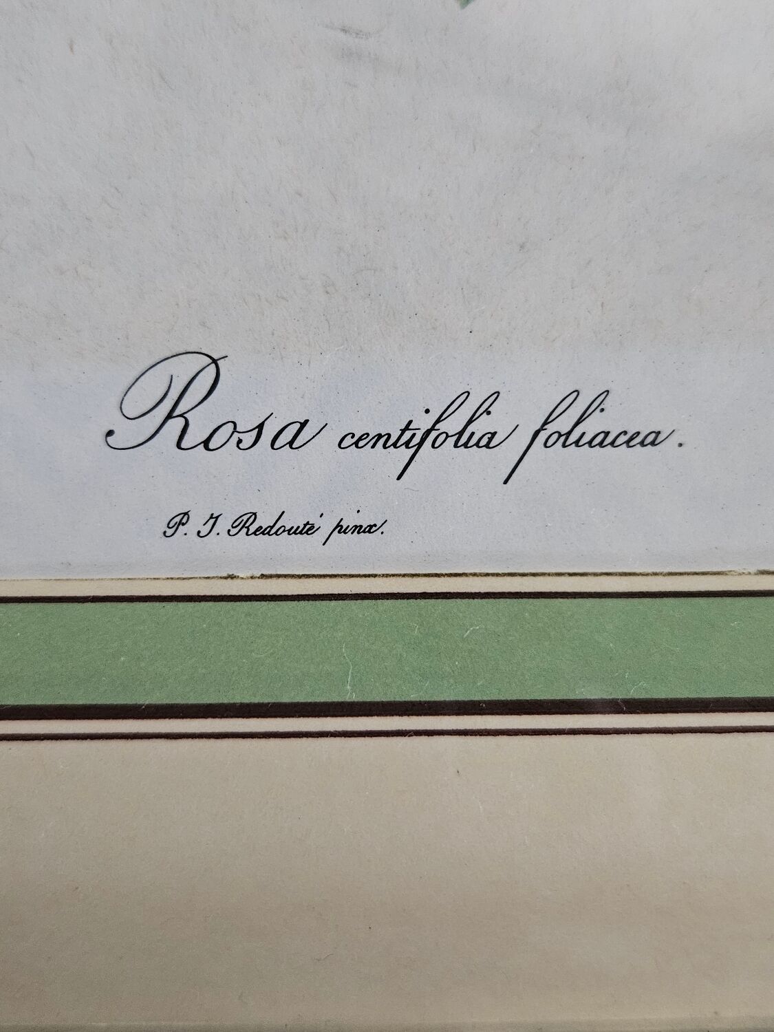 Framed lithograph under glass Rosa Centifolia Foliacea