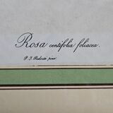 Framed lithograph under glass Rosa Centifolia Foliacea