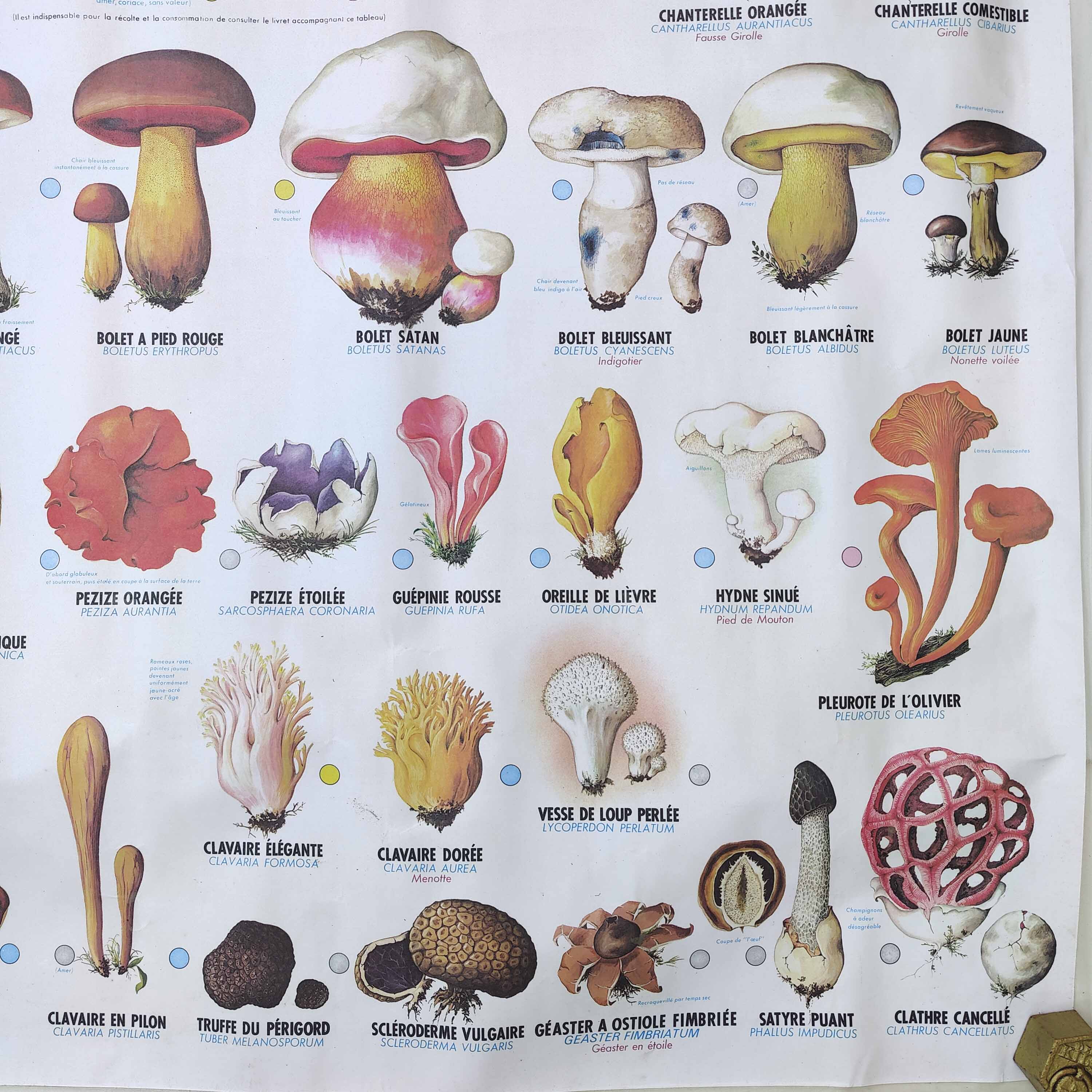 Large school poster MDI double-sided Edible and Poisonous Mushrooms 1979