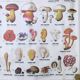 Large school poster MDI double-sided Edible and Poisonous Mushrooms 1979