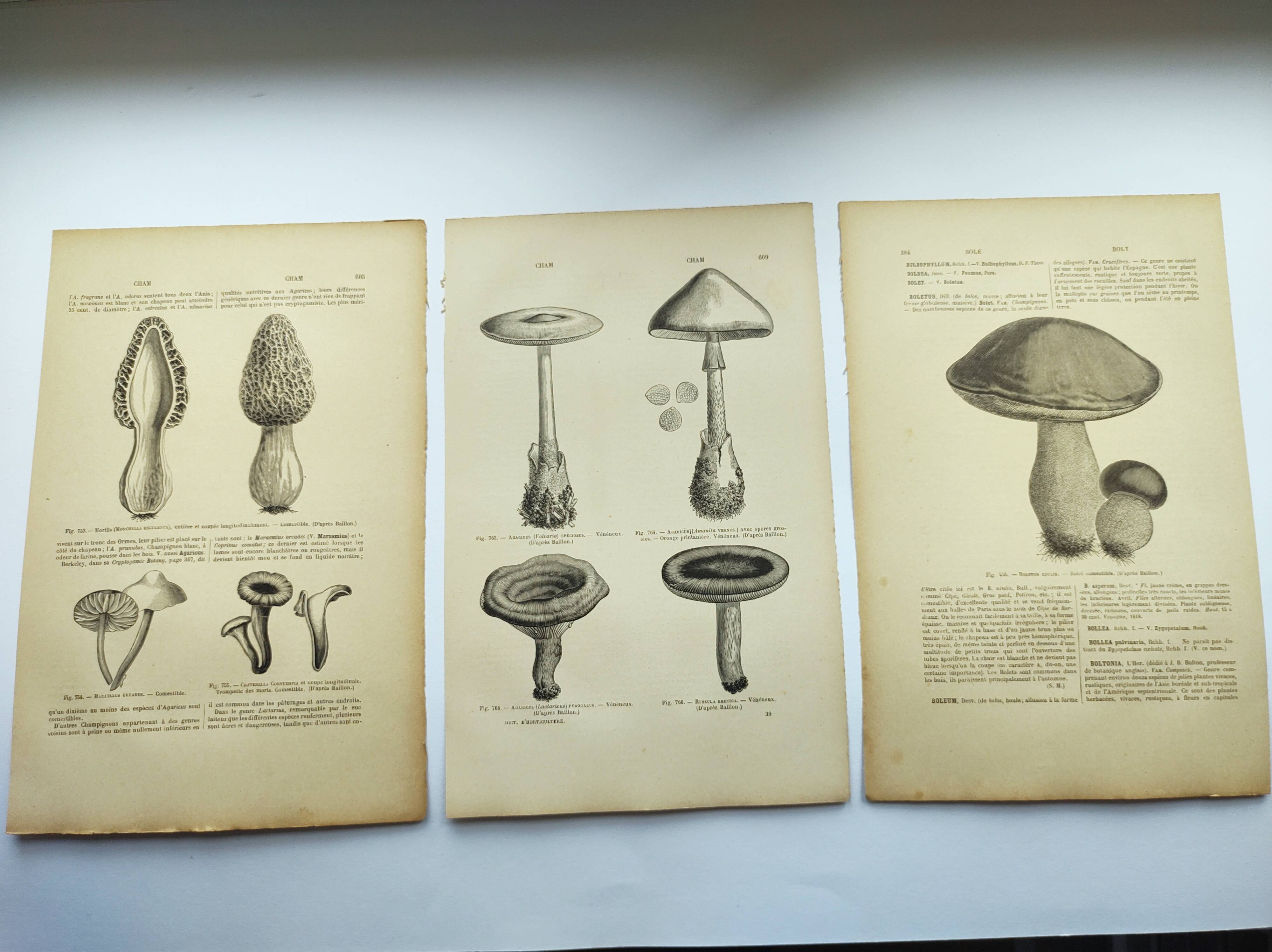 Botanical engravings from 1897 - 3 Mushroom Plates - Old original plates including Cep