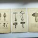 Botanical engravings from 1897 - 3 Mushroom Plates - Old original plates including Cep