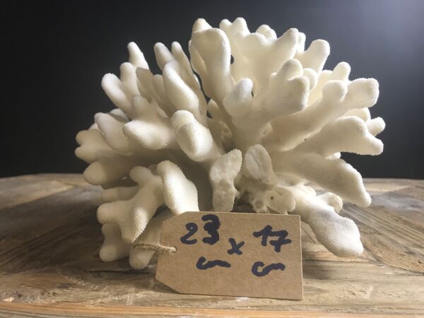 Corail elkhorn