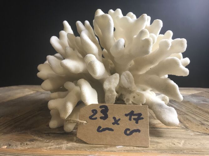 Elkhorn coral