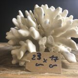 Elkhorn coral
